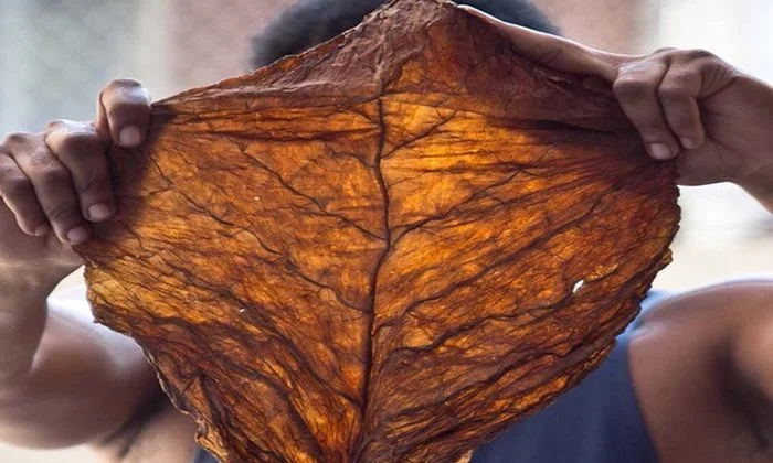 Grabba vs. Fronto: What’s the Difference?